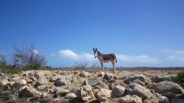 Âne Sur Aruba Regardant Vers Caméra — Video