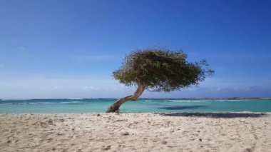 Aruba 'daki Baby Beach' te Divi divi ağacı