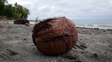 Montezuma Kosta Rika sahilinde hindistan cevizi