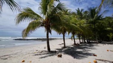 Kosta Rika 'daki Playa Santa Teresa' da palmiye ağaçları ve hindistan cevizleri