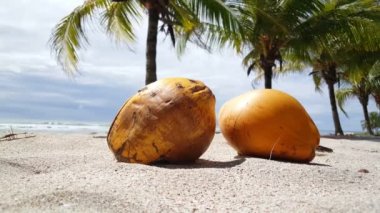 Kosta Rika 'da Santa Teresa plajında iki hindistan cevizi ve palmiye ağacı