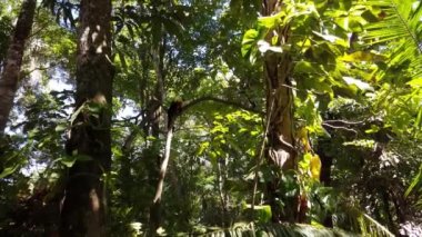 Montezuma Kosta Rika ormanında Capuchin maymunu