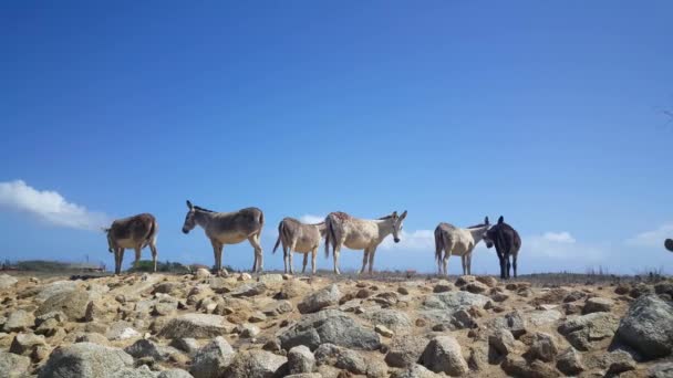 Gruppe Von Eseln Auf Aruba — Stockvideo