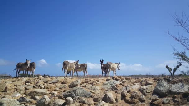 Groupe Ânes Sur Aruba — Video