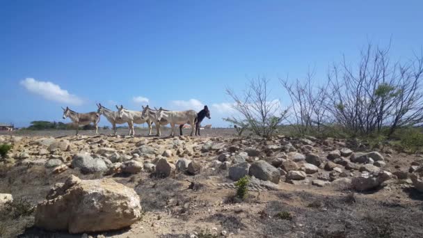 Groep Ezels Aruba — Stockvideo