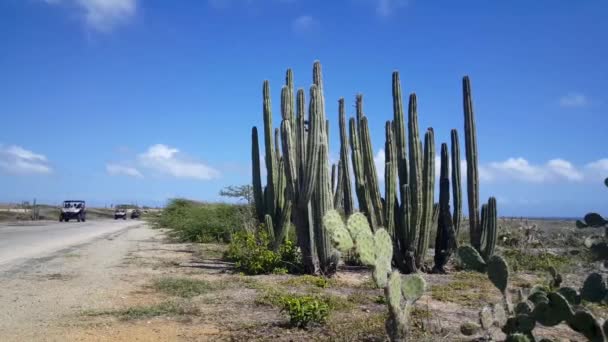 Touristes Conduisant Par Paysage Cactus Sur Aruba — Video