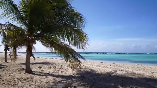 阿鲁巴婴儿海滩的棕榈树 — 图库视频影像