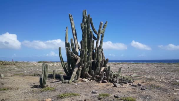 Group Cactusses Aruba — Stock Video