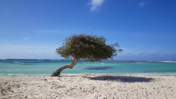 Divi Divi Baum Babystrand Auf Aruba — Stockvideo