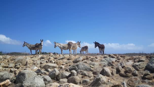Group Donkeys Aruba Walking Away — Stock Video