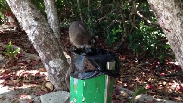 コスタリカのマヌエル アントニオ国立公園のゴミ箱から食べ物を選ぶアライグマ — ストック動画