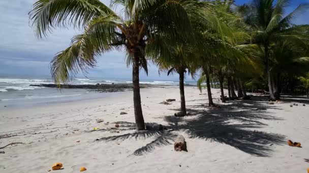Palmeiras Cocos Playa Santa Teresa Costa Rica — Vídeo de Stock