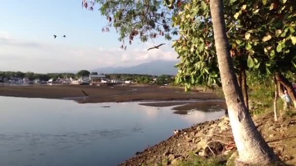 Vogel Fliegt Bei Sonnenuntergang Quepos Costa Rica Herum — Stockvideo