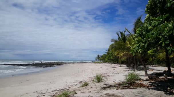 Palmeiras Playa Santa Teresa Costa Rica — Vídeo de Stock