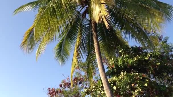 Pan Palmtree Bird Flying Quepos Costa Rica — Stock Video