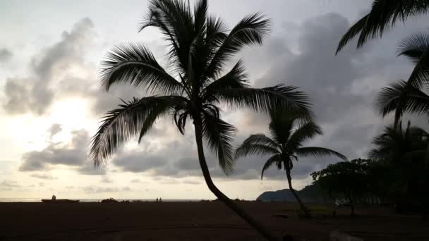 Palmtree Shadow Jaco Beach Costa Rica — Stock Video