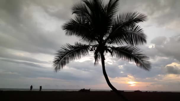 コスタリカのジャコビーチでのヤシの木の影と夕日 — ストック動画
