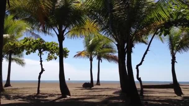 Пальмы Пляже Жако Коста Рике — стоковое видео