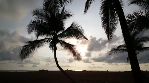 哥斯达黎加Jaco海滩的棕榈树影子和日落 — 图库视频影像