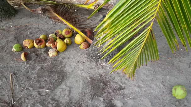 位于哥斯达黎加雅科海滩棕榈树下沙地上的椰子 — 图库视频影像