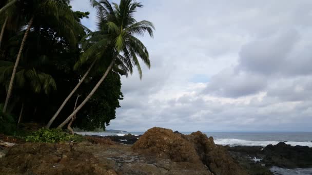 Palmtrees Cloudy Coast Montezuma Costa Rica — Stock Video