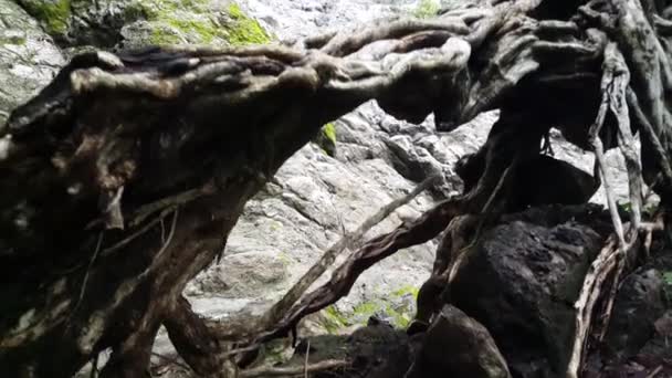 Wilder Baum Anfang Des Montezuma Wasserfalls Costa Rica — Stockvideo