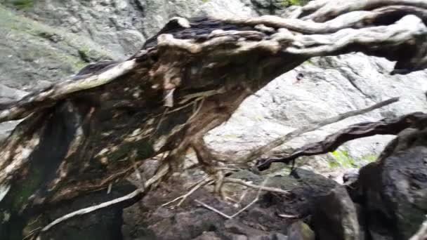 Vilda Träd Början Montezuma Vattenfall Costa Rica — Stockvideo