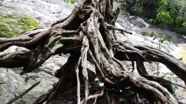 Дике Дерево Початку Водоспаду Монтесума Коста Риці — стокове відео