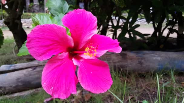 Flor Hibisco Rosa Montezuma Costa Rica — Vídeo de stock