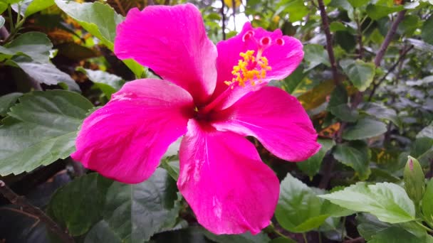 Flor Hibisco Rosa Montezuma Costa Rica — Vídeo de stock