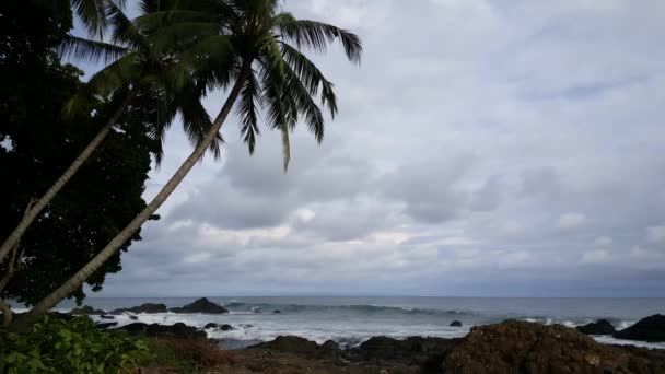 Palmtrees Coast Montezuma Costa Rica — Stock Video