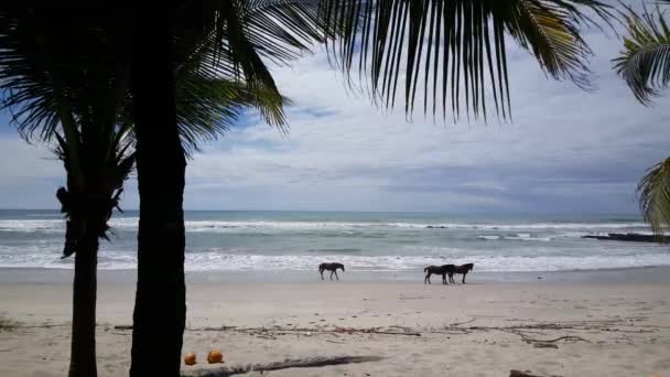 Pferde Spazieren Der Playa Santa Teresa Costa Rica — Stockvideo