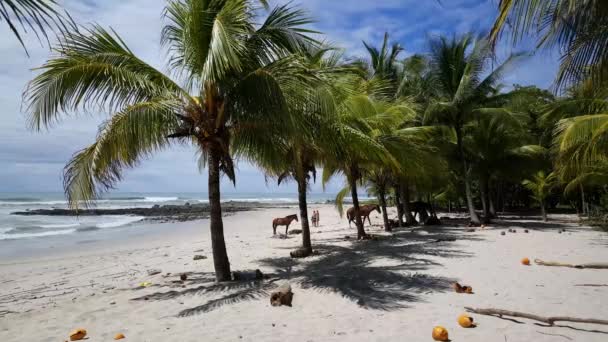 Caballos Caminando Playa Santa Teresa Costa Rica — Vídeo de stock
