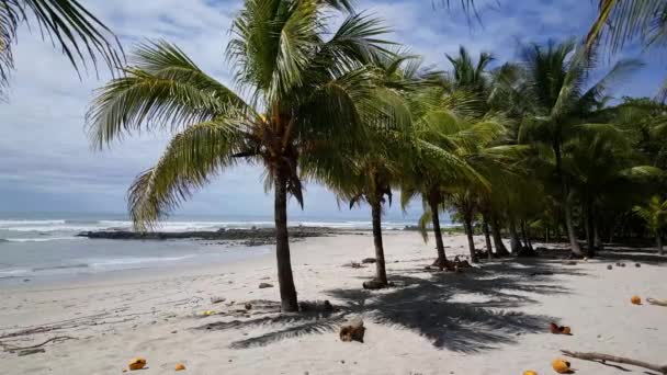 Palmy Kokosy Playa Santa Teresa Kostarice — Stock video