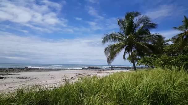 Surfer Walking Playa Santa Teresa Costa Rica — Stock Video