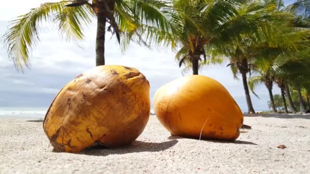 Nahaufnahme Von Zwei Kokosnüssen Und Palmen Strand Von Santa Teresa — Stockvideo
