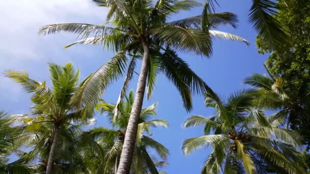 Palmeras Cielo Montezuma Costa Rica — Vídeo de stock