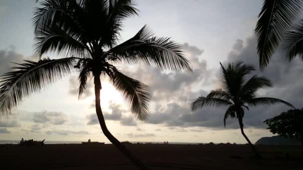 Jaco海滩日落时棕榈树的轮廓 — 图库视频影像