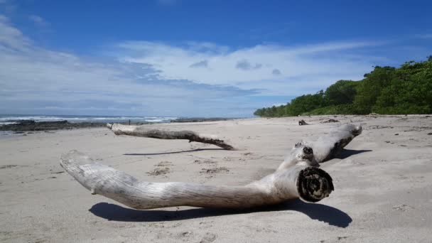 Große Holzstücke Strand Von Santa Teresa Costa Rica — Stockvideo