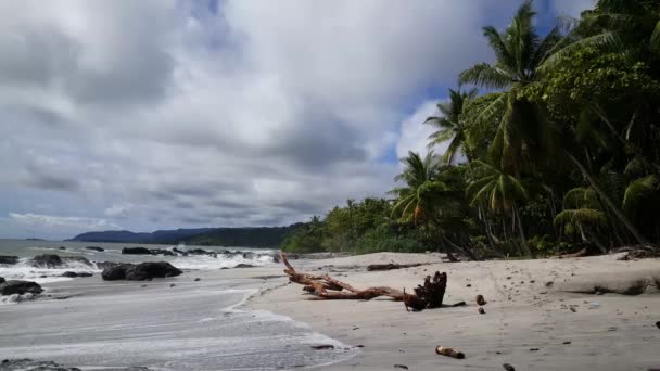 Doodboom Bij Montezuma Strand Costa Rica — Stockvideo