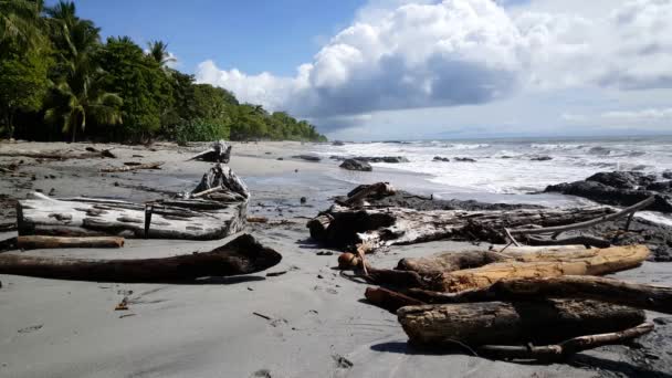 Velké Kusy Dřeva Pláži Montezuma Kostarice — Stock video