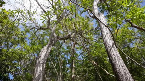 Montezuma Kosta Rika Ipek Diş Ipi Ağaçları — Stok video