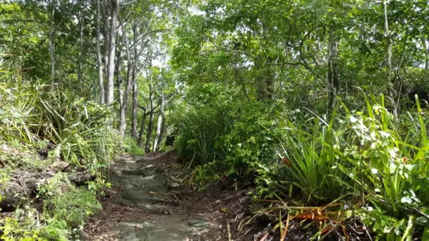 Sendero Forestal Cerca Playa Montezuma Costa Rica — Vídeos de Stock