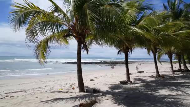 Surfer Walks Santa Teresa Beach Costa Rica — Stock Video