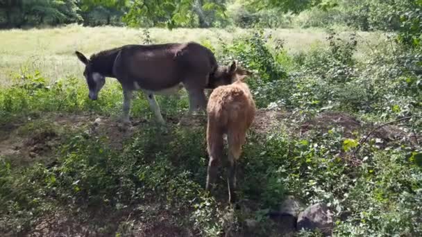 Burro Madre Bebé Caminando Parque Nacional Del Cañón Somoto Nicaragua — Vídeos de Stock