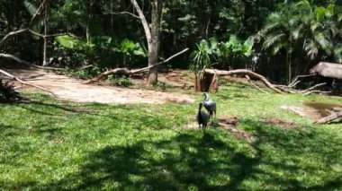 Foz do Iguazu Brezilya 'daki Bird Park' ta demoiselle vinç