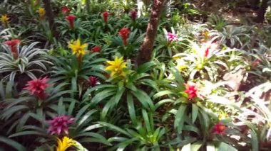 Foz do Iguazu Brezilya 'da ormanda yürüyorum.