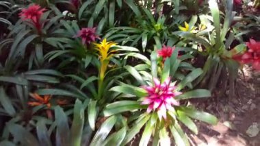 Foz do Iguazu Brezilya 'da ormanda yürüyorum.