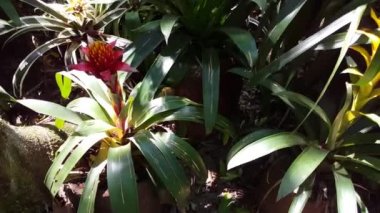 Foz do Iguazu Brezilya 'da ormanda yürüyorum.