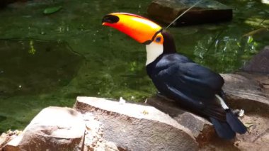 Foz do Iguazu Brezilya 'da ormanda yürüyorum.